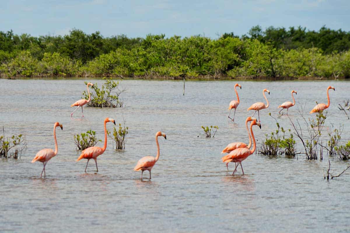 Flamingos in Cienaga de Zapata