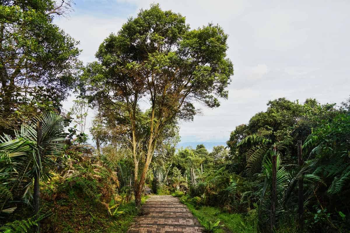 Weg im Chicaque Wald bei Bogota