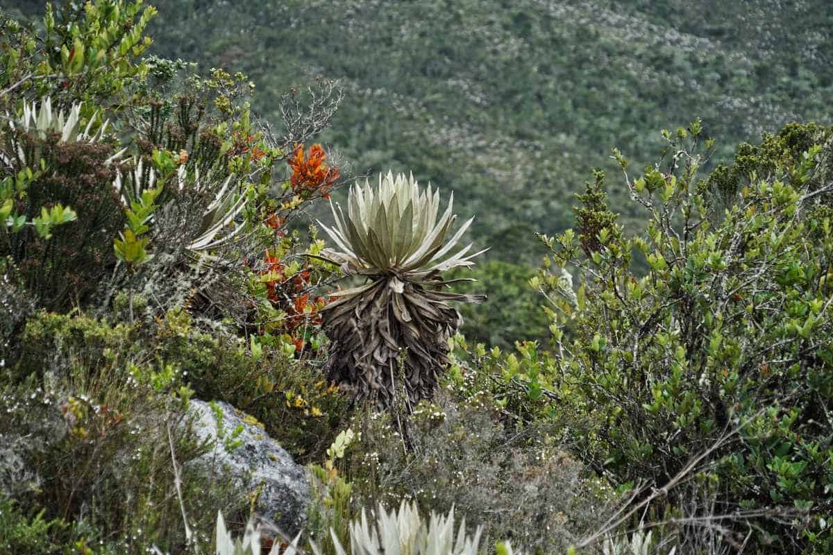 Rosettenstaude heißt die Palmenart die im Chingaza Nationalpark wächst