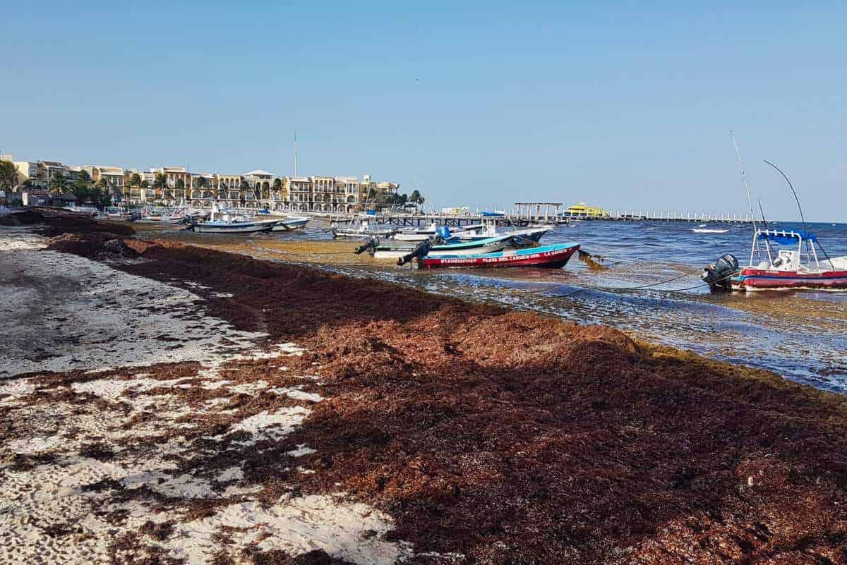 Braunalgen auch Golftange und Sargassum am Stand von Playa del Carmen in Mexiko