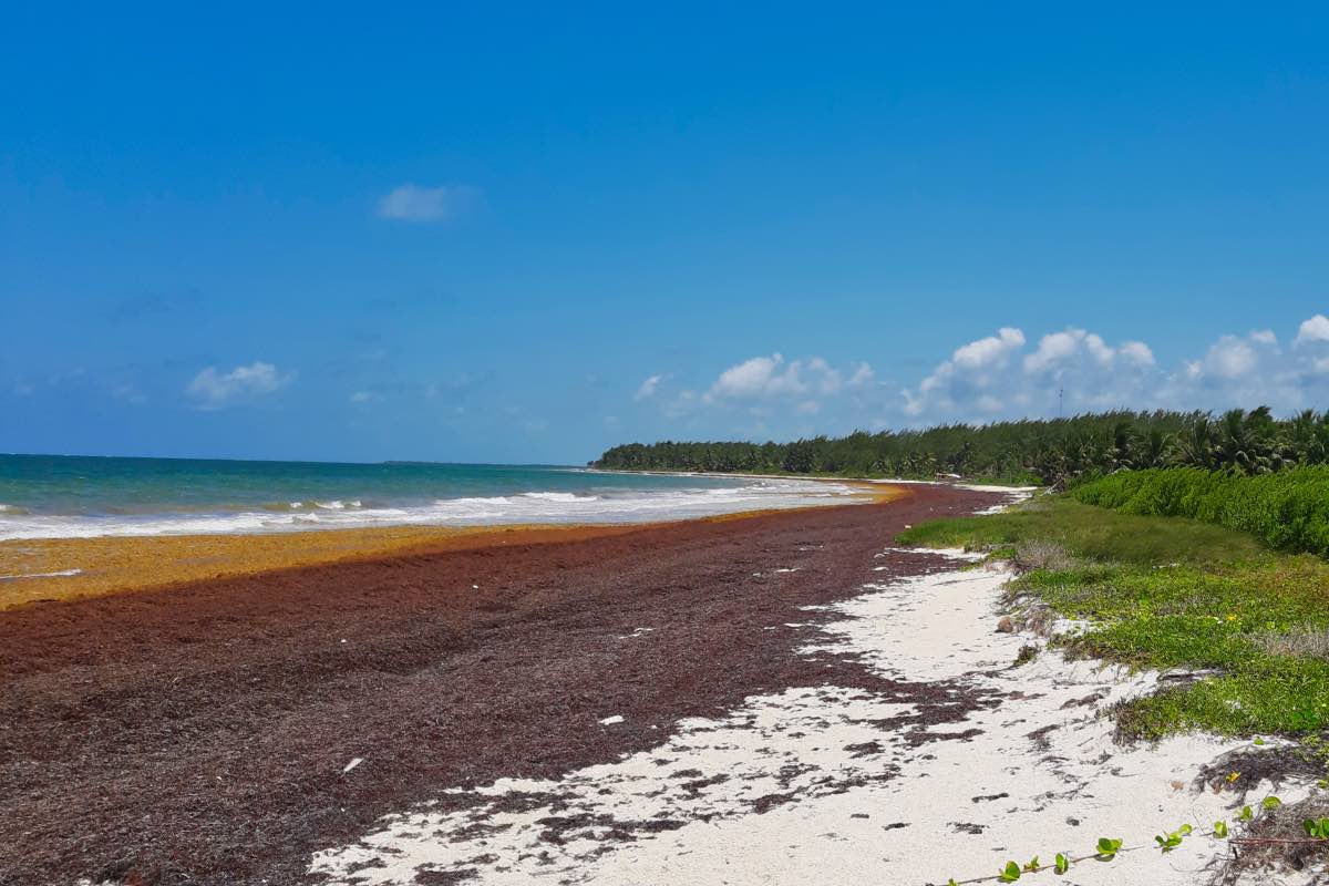 Braunalgen Sargassum am Strand des Sian Kaan Nationalpark in Mexiko 2019